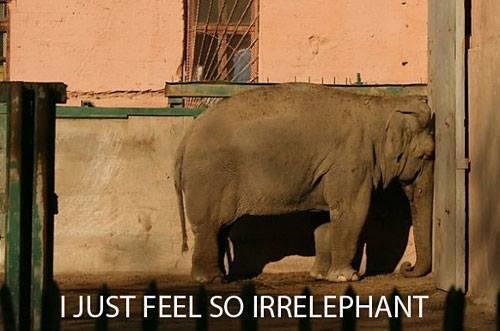 Sad Animal Picture of this Week. Poor elephant.
