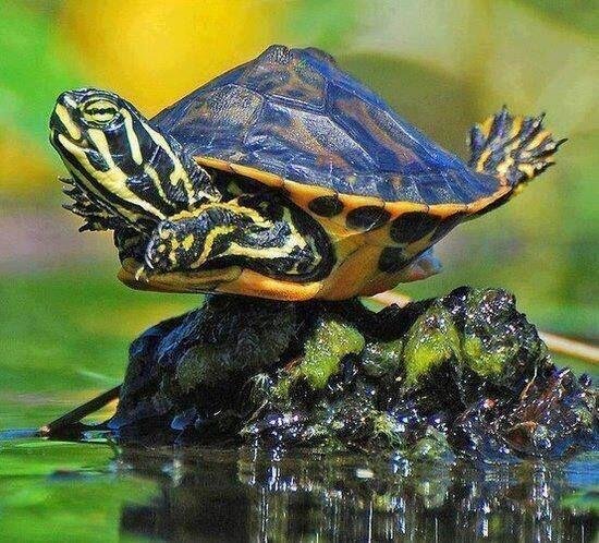 I believe i can fly!