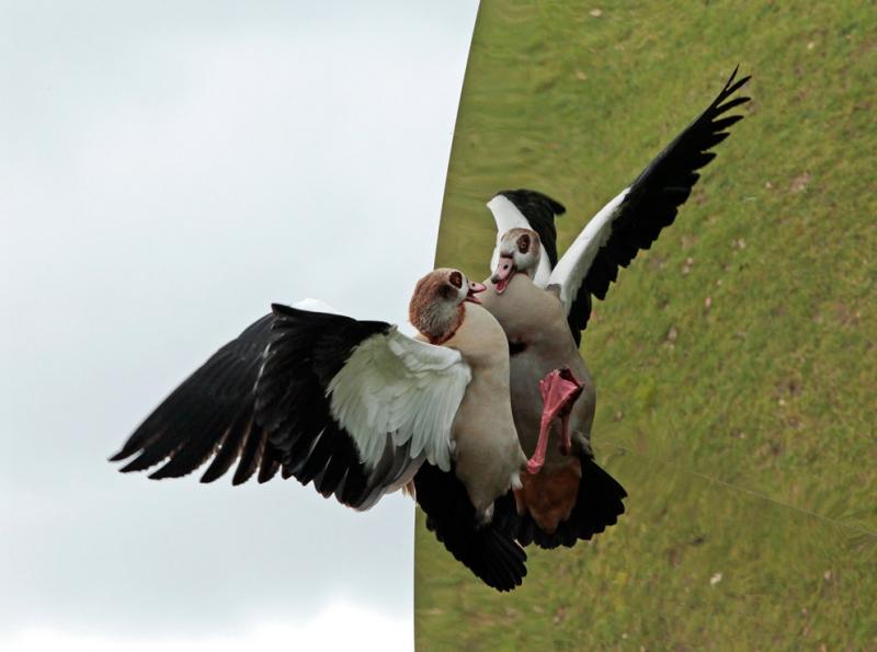 An Egyptian goose attacks its reflection #Nature