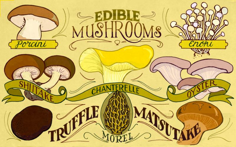 edible mushrooms #infographic
