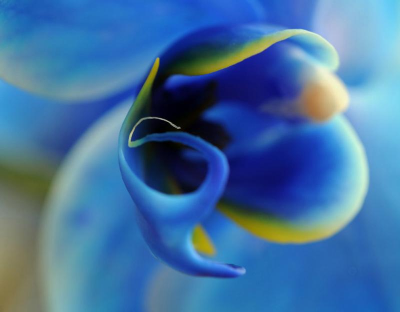 A new blue phalaenopsis orchid called Blue Mystique #Nature