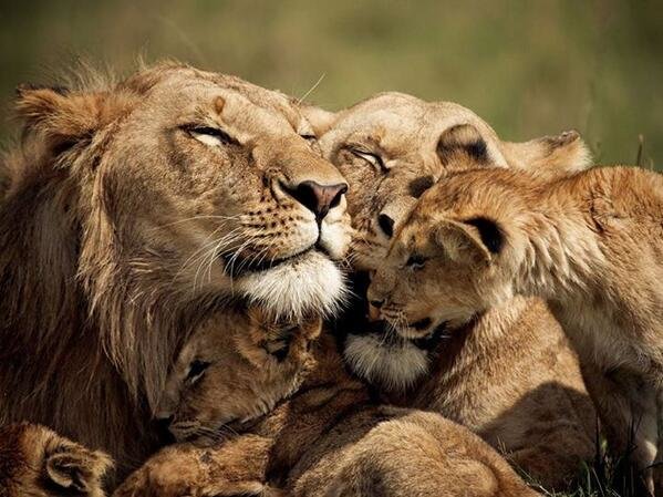 Lion Family spending some quality time together, Kenya