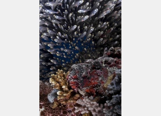 winner of the 2013 DEEP Indonesia international underwater photography competition 14