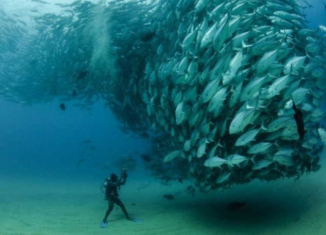 winner of the 2013 DEEP Indonesia international underwater photography competition 5
