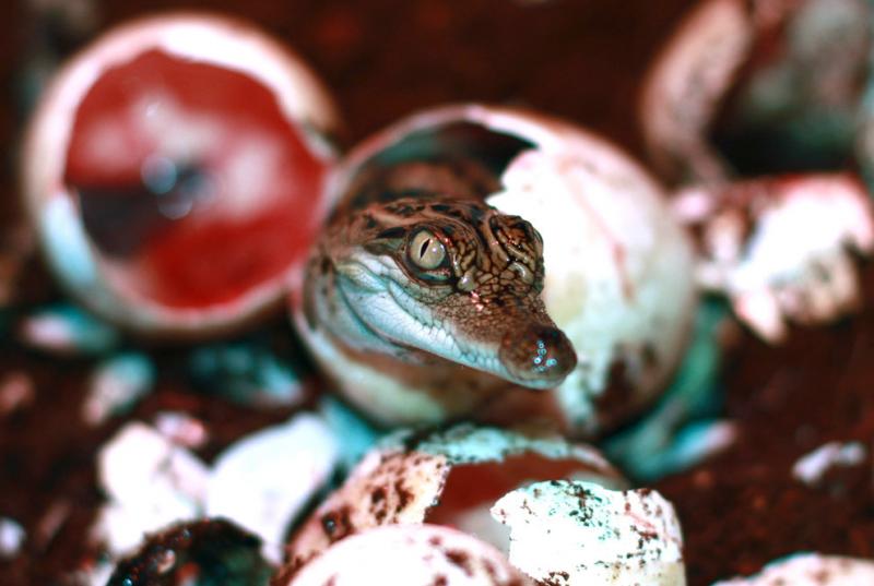 A rare baby Siamese crocodile hatches from an egg #Nature