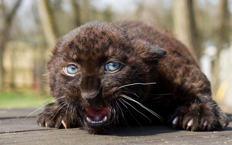 Csui, a male African leopard, reacts after being vaccinated #Nature