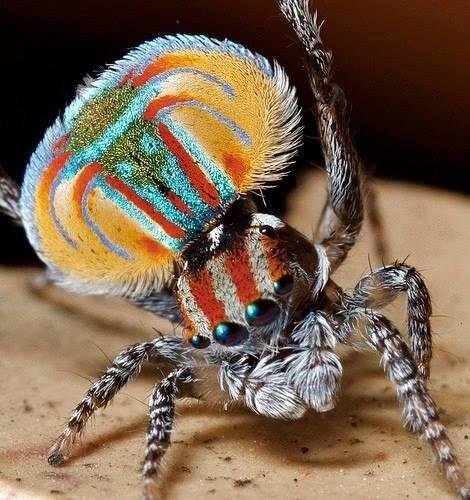 The back of the Australian peacock spider