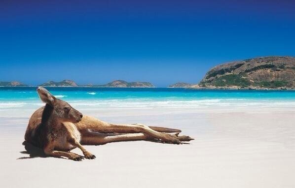 Kangaroo chilling on the beach. Perth, Australia