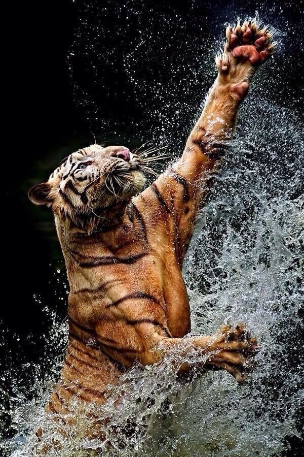 Bengal Tiger in action