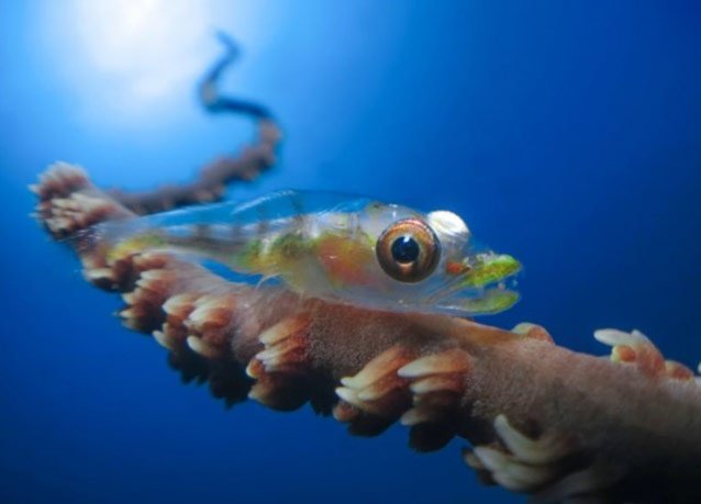 winner of the 2013 DEEP Indonesia international underwater photography competition 11