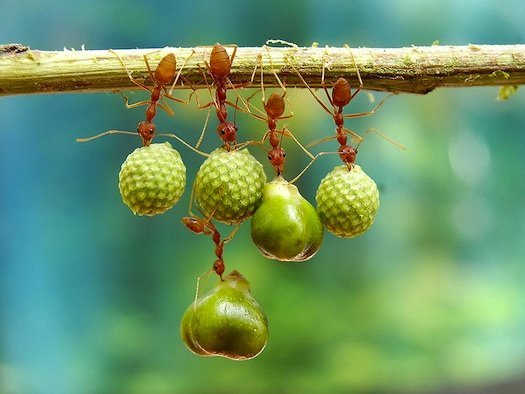 Ants Holding Seeds in West Java, Indonesia