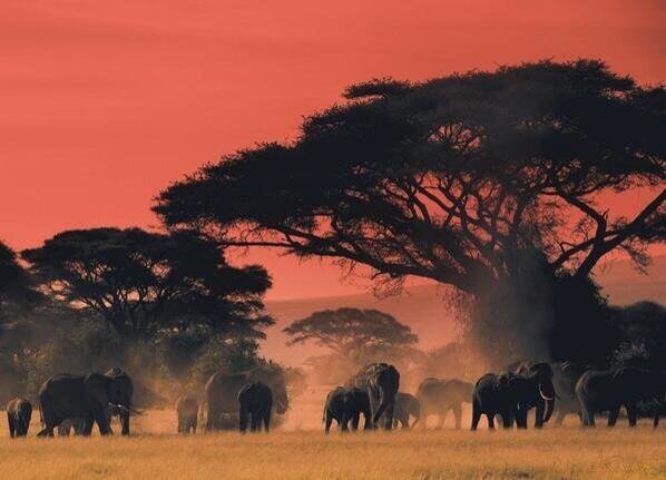 At the end of the day on the plains of Africa