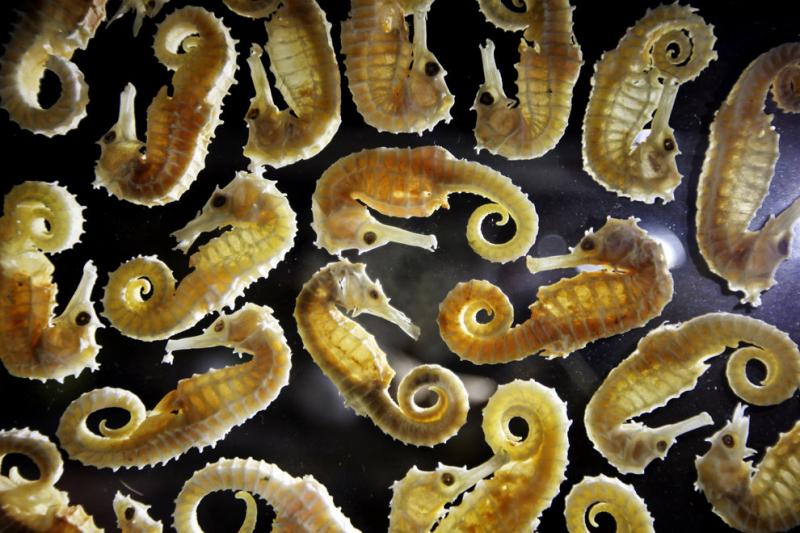 Seahorses are displayed at an endangered species exhibition at London Zoo #Nature