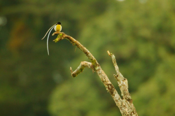 طائر الجنة ملك ساكسونيا King of Saxony Bird-of-paradise