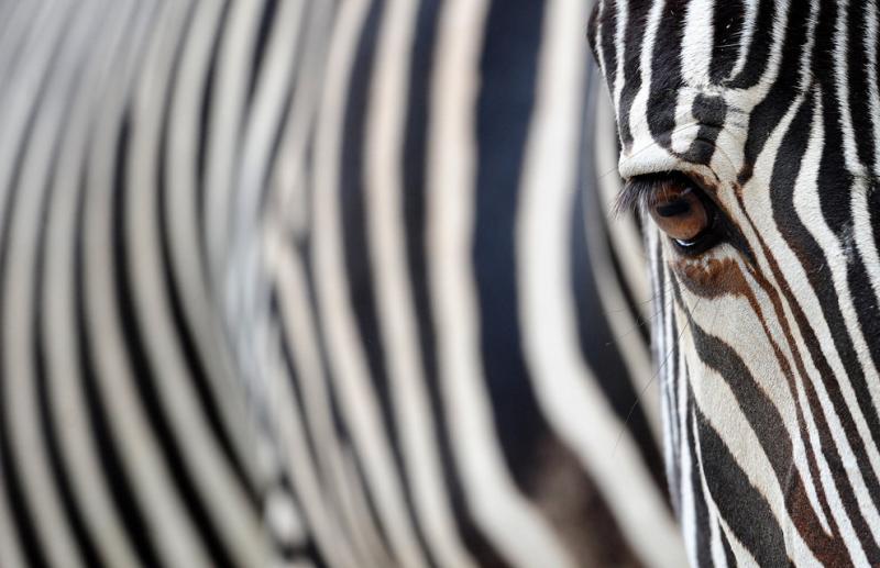 A zebra stands in its enclosure in the Berlin zoo #Nature