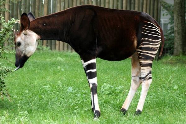 حيوان عجيب اسمه okapi لسانه ازرق وطويل يستطيع أن ينظف به جفونه