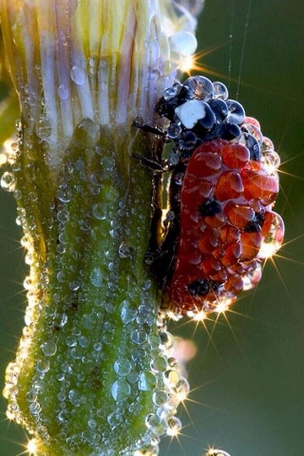 Dewy lady bug