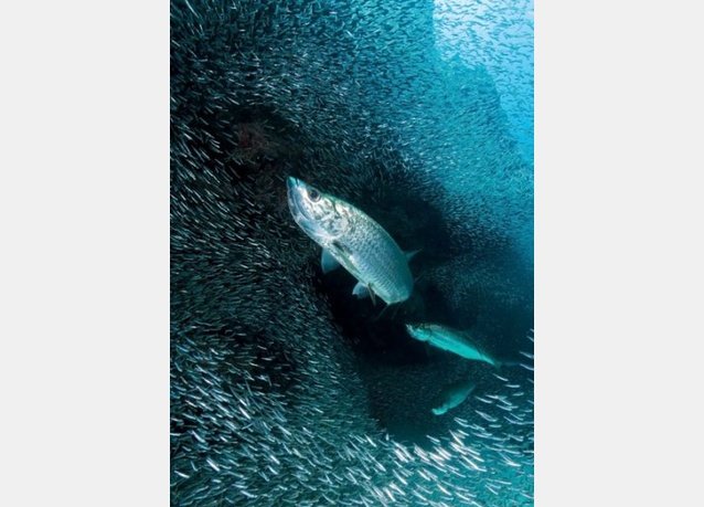 winner of the 2013 DEEP Indonesia international underwater photography competition 8