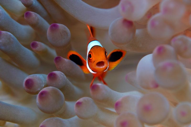 Marine life is rich in the Indonesian waters of Raja Ampat #Nature