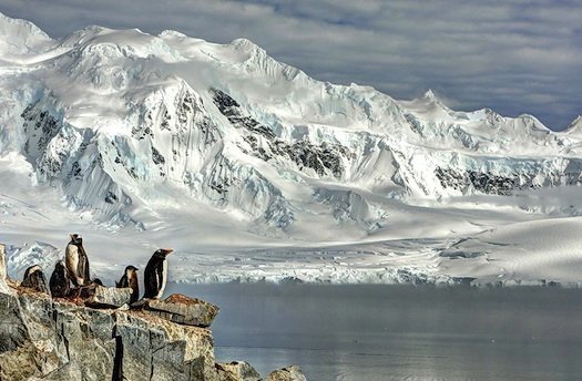 Gento penguins and their newborn chicks at Damoy Point, Antarctica