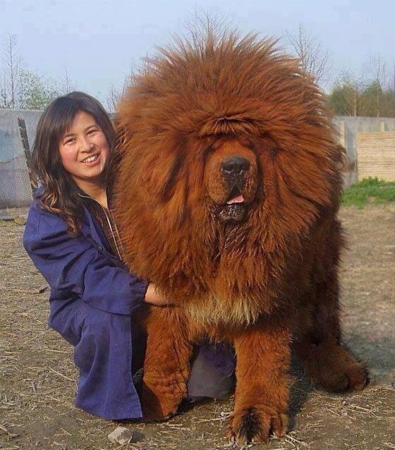 Tibetan Mastiff