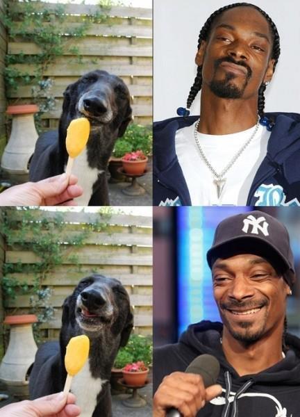 snoopdog and the real dog