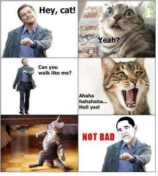 cool cat