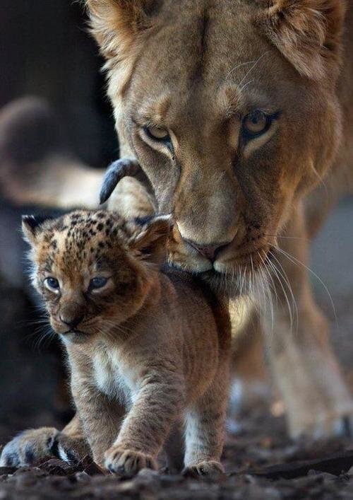 Adorable pic of a lioness helping her cub with its first steps