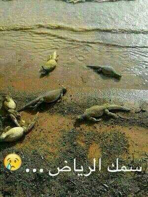ظهور اسماك في #الرياض #السعودية