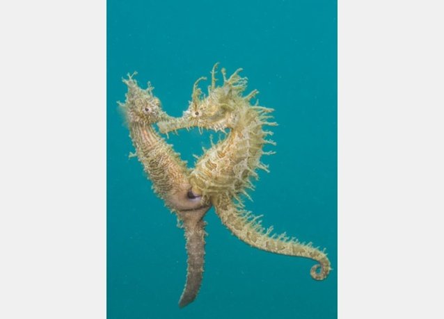 winner of the 2013 DEEP Indonesia international underwater photography competition 15