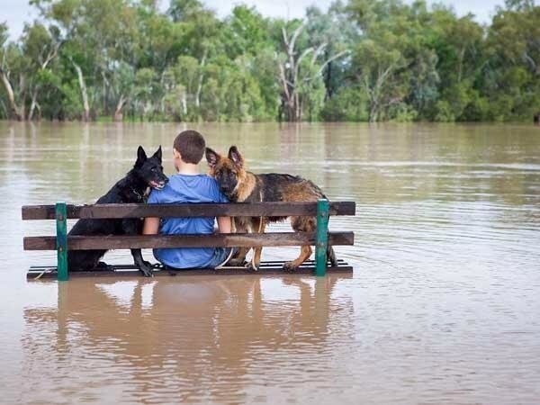 Boy’s Best Friends Sit out Flood