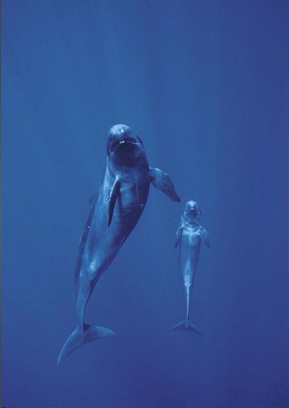 Dolphins