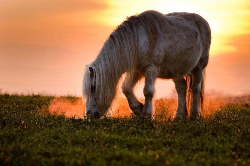 A pony grazes in a meadow at sunset in Lausanne, Switzerland #Nature