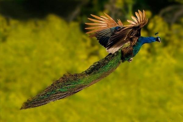 an #Amazing shot for a #Peacock Flying