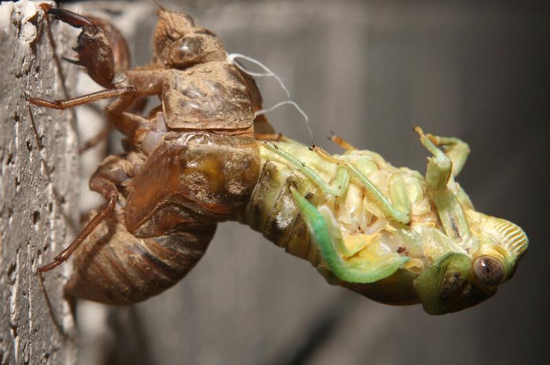 A cicada emerges from its shell at a home in Fort Smith, Ark #Nature