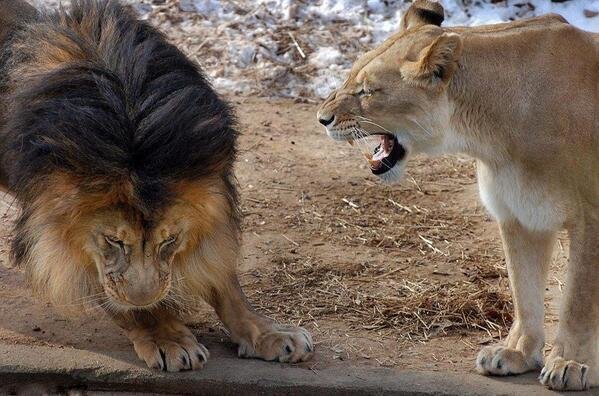 Even the king of the jungle knows not to piss off his lady.