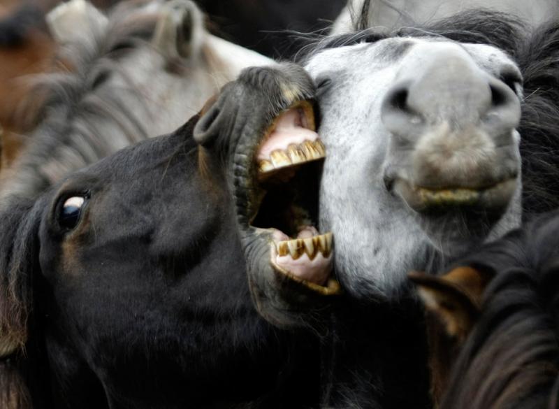 Horses fight during the Rapa Das Bestas traditional event in Sabucedo, Spain #Nature