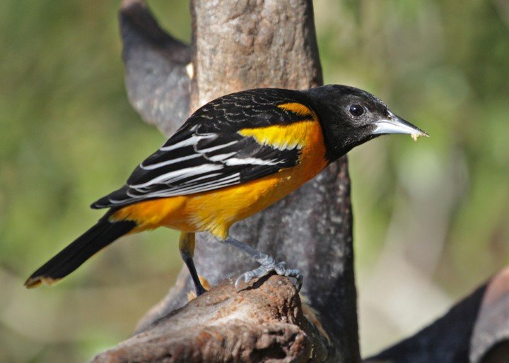 طائر صفاري بالتيمور Baltimore Oriole