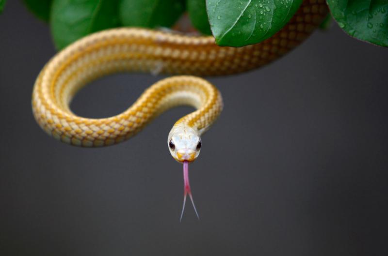 A snake at a snake farm in Zisiqiao village in China #Nature