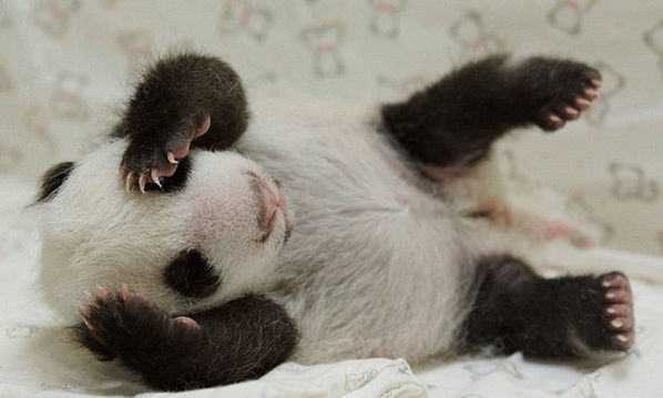 Baby Panda!
