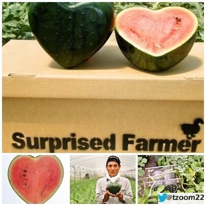 #اليابان تقوم بأنتاج بطيخ على شكل قلب..!