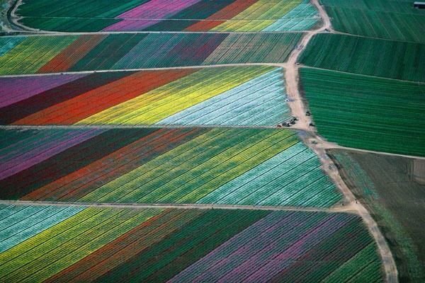 Tulip fields from above - Holland