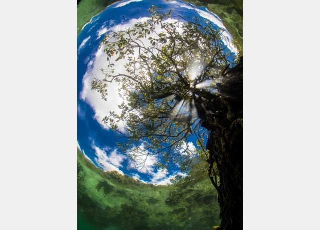 winner of the 2013 DEEP Indonesia international underwater photography competition 2