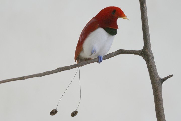 طائر الجنة الملك King Bird-of-paradise