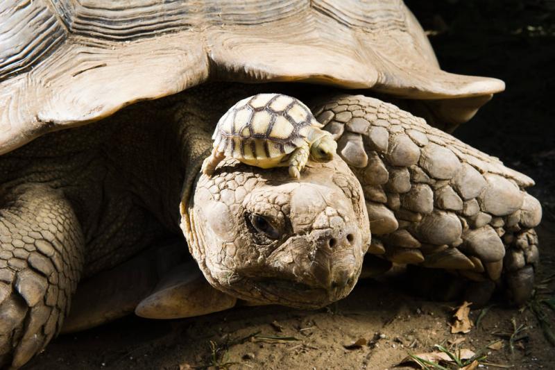 A 4-day-old African spurred tortoise #Nature