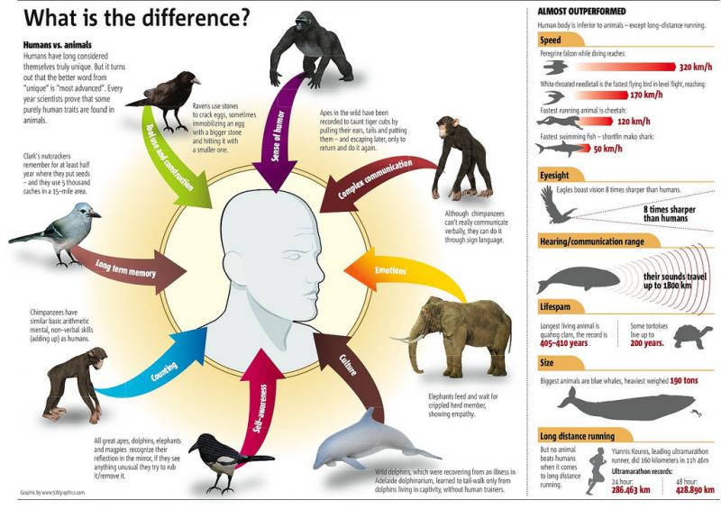 humans vs animals whats the difference #infographic