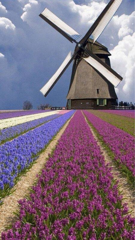 Windmill and Flowers, Netherlands