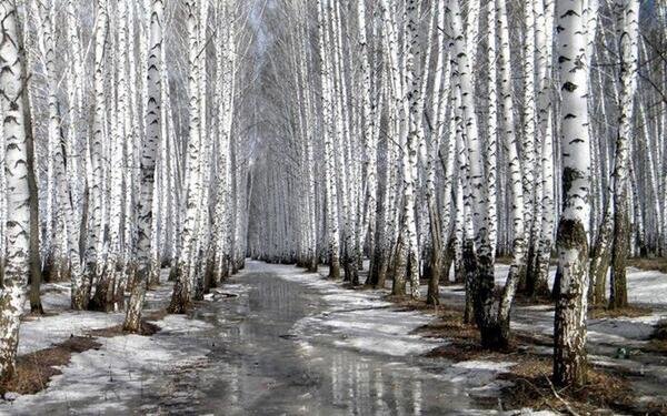 Natural Birch grove Spring!
