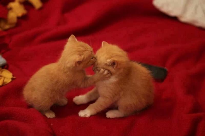 cats full of love