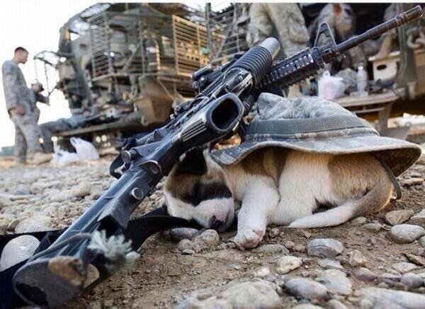 This homeless puppy found shelter with the US Army
